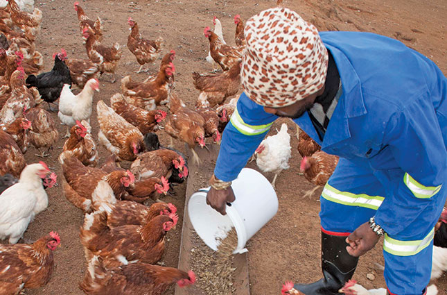 Broiler production questions and answers Broiler production questions and answers