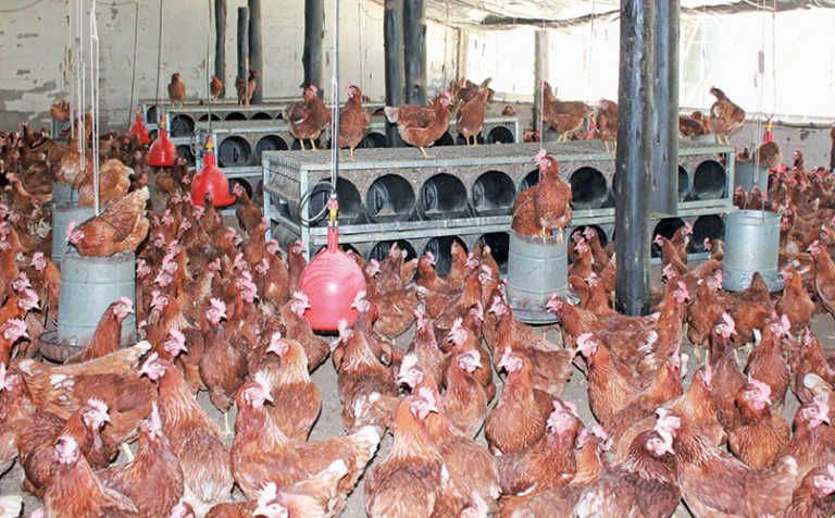 5 ways poultry producers can combat E. coli