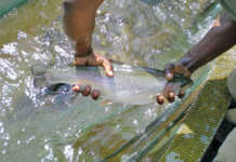 Fish farming in Winter