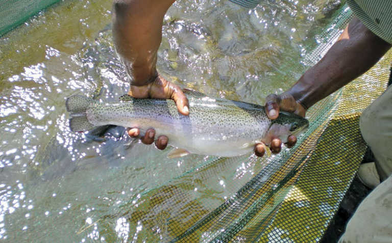 Fish farming in Winter