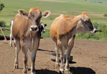 Feeding replacement dairy heifers up to first calving