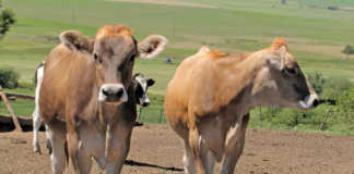 Feeding replacement dairy heifers up to first calving