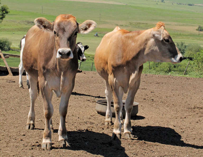 Feeding replacement dairy heifers up to first calving