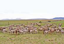 when your sheep are on heat