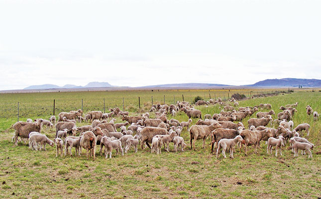 When your sheep are on heat When your sheep are on heat