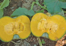 Starting with pumpkins - Part 1
