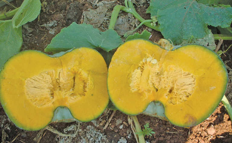 Starting with pumpkins – Part 1 Starting with pumpkins – Part 1