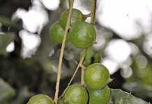 A lucrative market option for macadamias