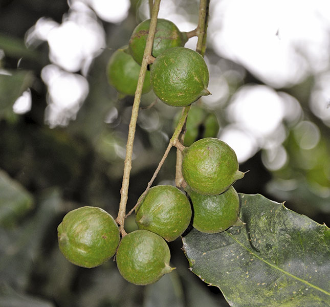 A lucrative market option for macadamias