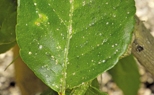 rigdom garn Glat Know your crop pests: Red scale | Farmer's Weekly