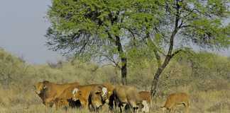 Livestock imports from Namibia no threat to SA