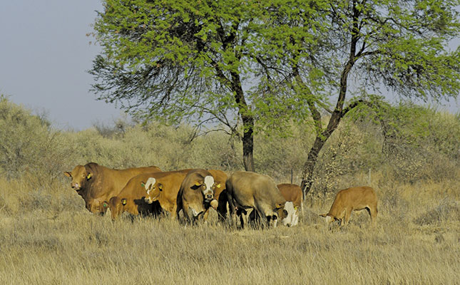 Livestock imports from Namibia no threat to SA