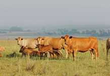 5 signs your cattle are on heat