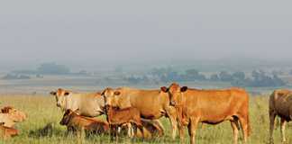 5 signs your cattle are on heat