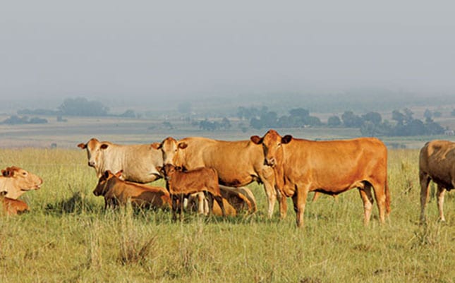 5 signs your cattle are on heat