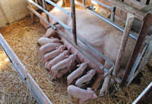 Sows on heat: all you need to know