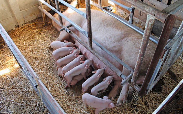 Sows on heat: guidelines to follow