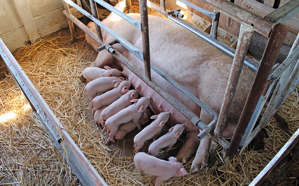 Sows on heat: all you need to know
