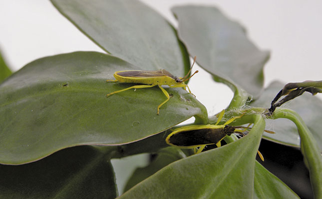 Controlling Pereskia aculeata Controlling Pereskia aculeata
