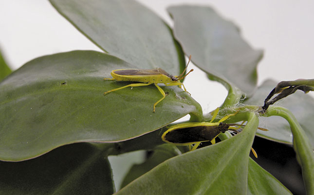 Controlling Pereskia aculeata