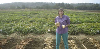 Growing Sweet Potato