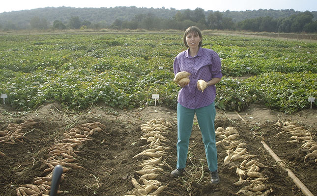 Growing sweet potatoes