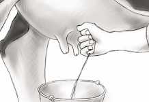 Hand-milking-how-to-keep-it-hygienic