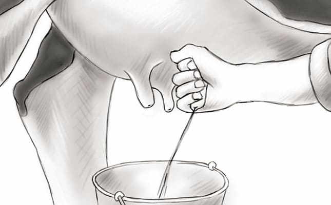 Hand milking: how to keep it hygienic