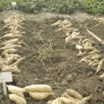 Sweet-potatoes-after-planting