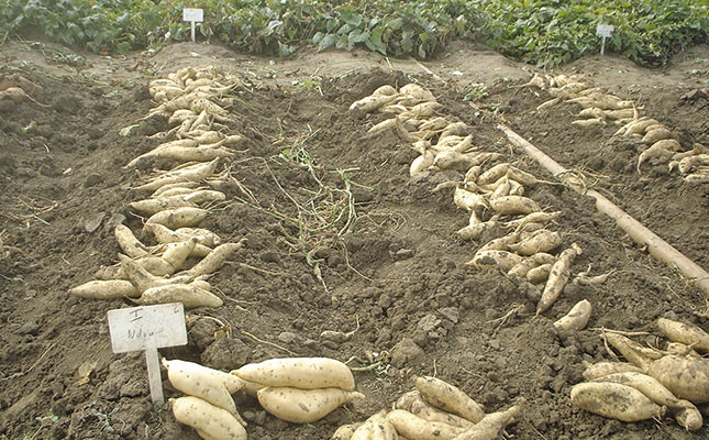 Sweet potatoes after planting Sweet potatoes after planting