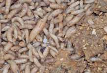 Using flies and maggot protein as animal feed