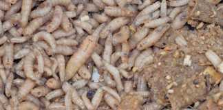 Using flies and maggot protein as animal feed