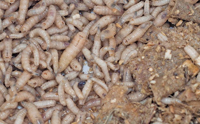 Using flies and maggot protein as animal feed