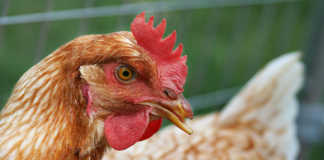 Expert advice on feeding layer hens