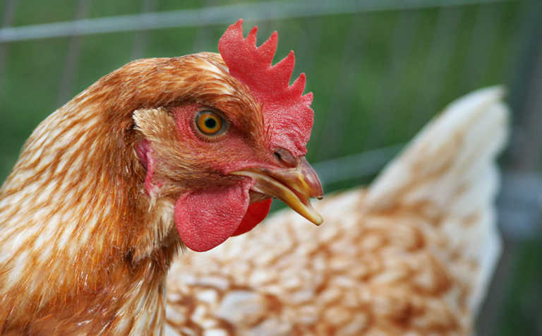Expert advice on feeding layer hens