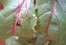 Beetroot for beginners: pests and diseases
