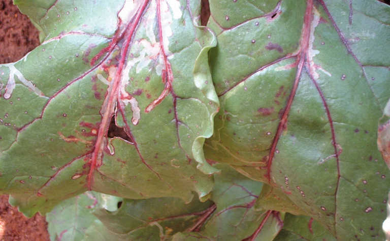 Beetroot for beginners: pests and diseases