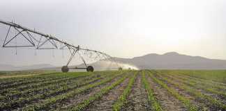 SA land reform must focus on smallholders