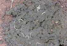 Strongyles-and-pinworms-in-horse-manure