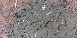 Strongyles-and-pinworms-in-horse-manure