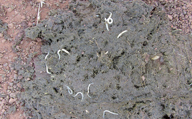 Strongyles-and-pinworms-in-horse-manure