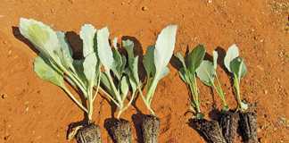 cabbage-seedlings