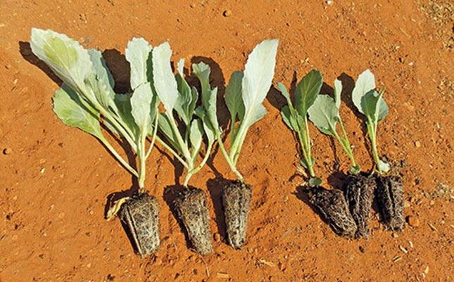 Choose the right cabbage seedlings! Choose the right cabbage seedlings!