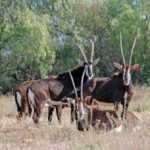 sable game
