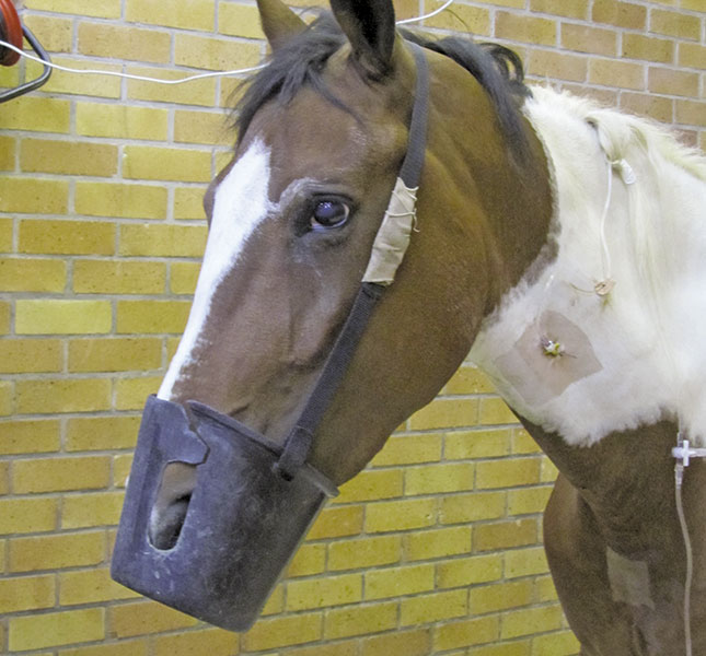 Dealing with impaction colic Dealing with impaction colic