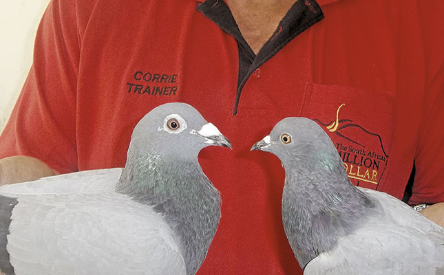 Leave our pigeons alone! Leave our pigeons alone!
