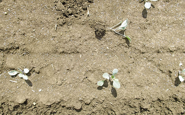 Nitrogen: the key to high cabbage yield Nitrogen: the key to high cabbage yield