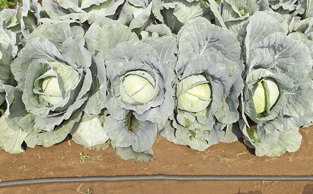 Space cabbages correctly Space cabbages correctly