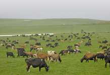 Dairy consultant transforming the dairy industry