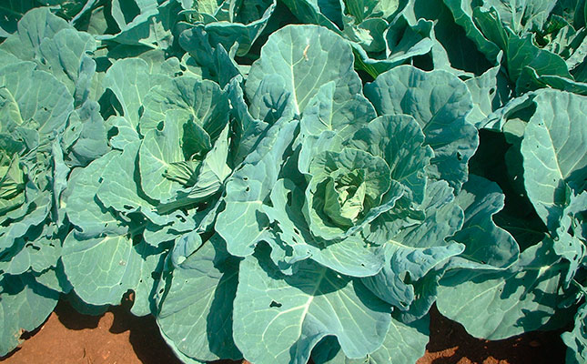 Defeating the cabbage moth – biologically Defeating the cabbage moth – biologically